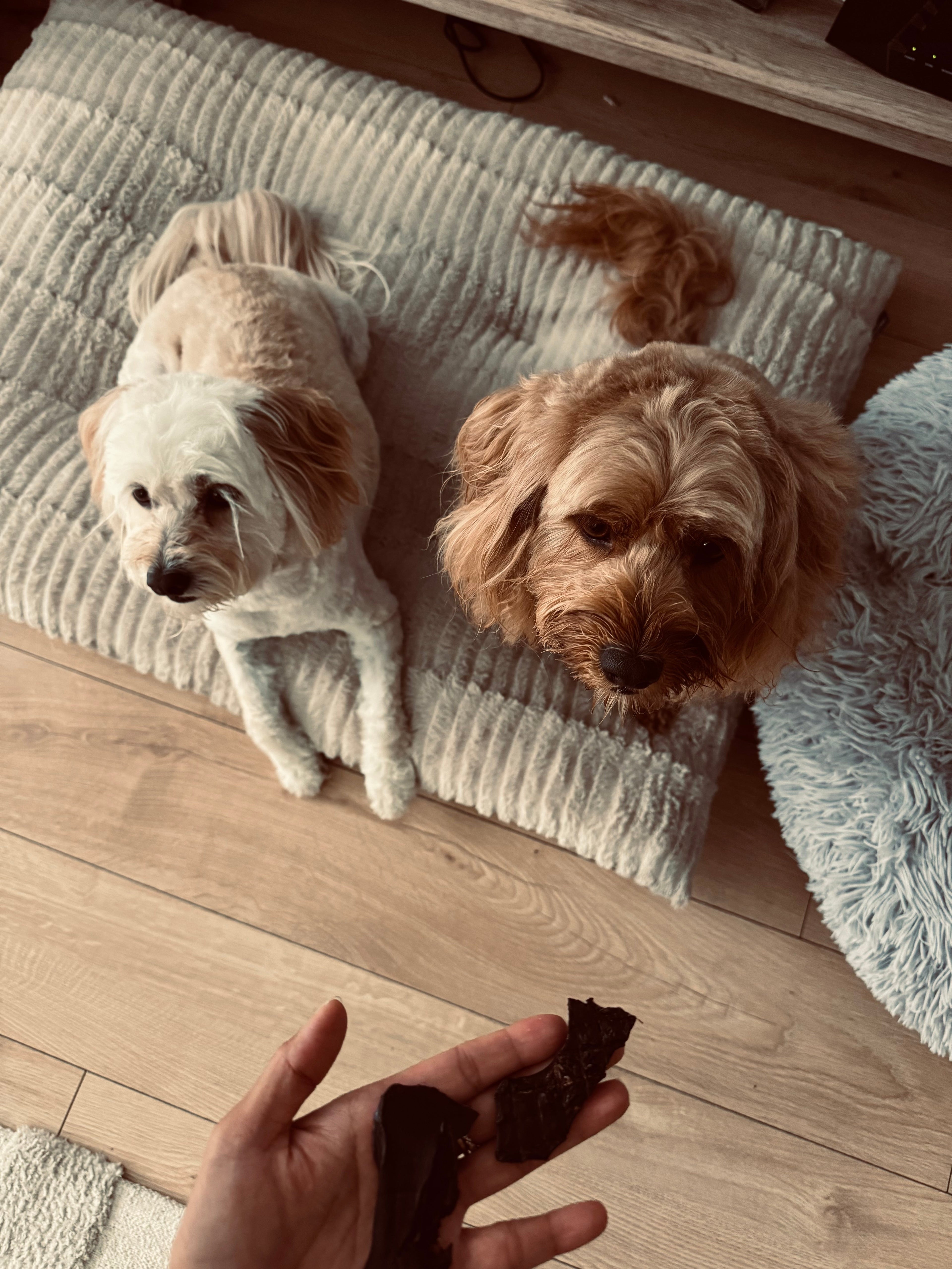 Bambi & Mila Collection